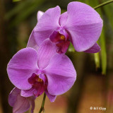 Purple Orchid @ Nancy's Secret Garden  1