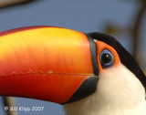 Toco Toucan 5, The Pantanal