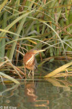 Green Heron 3, Discovery Bay