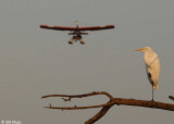 Great Egret 16, Discovery Bay Ca.