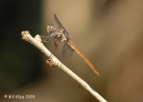 Dragon Fly, Cuba