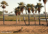 Pregnant Palms