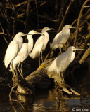 Snowy Egrets  2