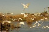 Snowy Egrets 10