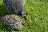 Guinea Fowl with Chick,  Cape Town