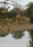 Birds Zambia Mfuwe Weaver Nests