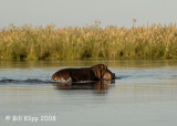 Hippos Chiawa 3