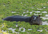 Hippos Mfuwe 2