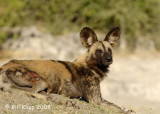 African Wild Dogs,  Chobe 1