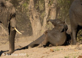 Elephant Baby, Chobe 6