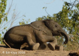 Elephant Baby, Chobe 8