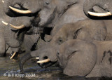Elephants  Drinking, Chobe 4