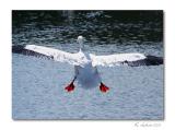 the landing