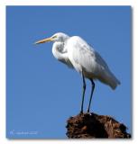 gazing egret