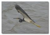 tricolored heron in flight