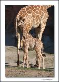 Baby Giraffe