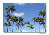 island palms