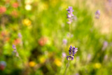 Pretty flowers in the Hague