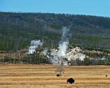 Fumaroles and Bison