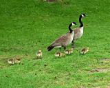 Canada Geese and Goslings