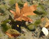 Lake Pokegama Leaves