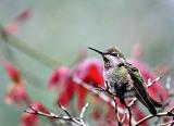 Hummingbird 27