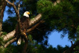 Bald  Eagle