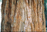 Bark of Sequoya in California