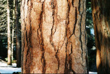 Pine Tree  in California