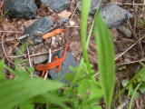 Orange newt