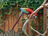 Playing Around On His Perch