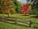 Fall Fence and Tree