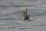 Parasitic Skua / Kustlabb