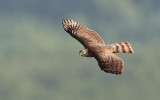 Japanese Sparrowhawk (juvenile)