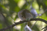 White-bellied Yuhina