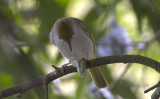 White-bellied Yuhina