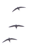 Brown-backed Needletails