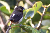 White-rumped Munia