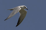 346 ::Gull-billed Tern::