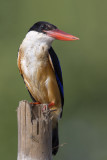 Black-capped Kingfisher