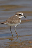 Greater Sandplover