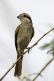 Brown Shrike