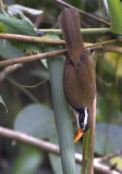 Coral-billed Scimitar Babbler