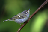 Yellow-browed Warbler
