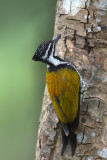 Common Flameback (female)