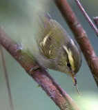White-tailed Warbler with catch