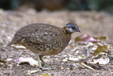 370 ::Scaly-breasted Partridge::