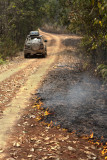 Forest Fire