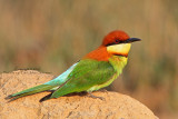 361 ::Chestnut-headed Bee-eater::