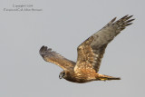 Eastern Marsh Harrier (female, subadult)